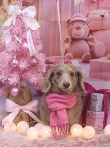 20241220ぺこちゃん